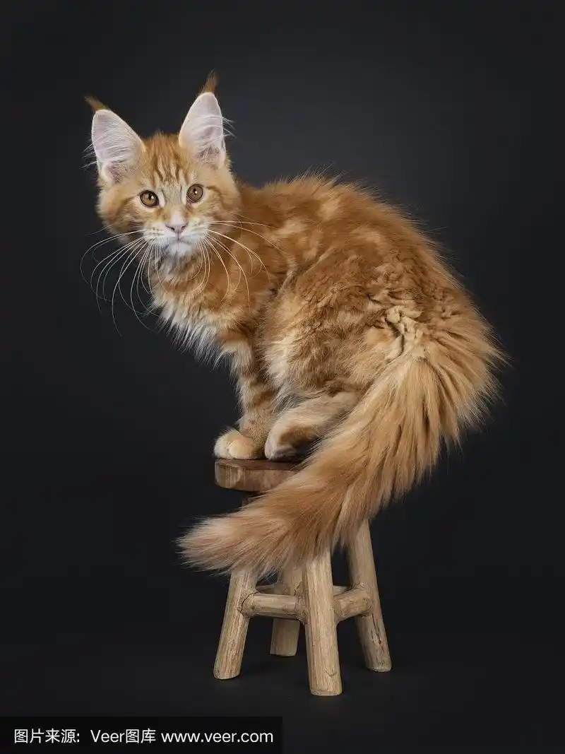 威严的红色虎斑缅因猫小猫黑色