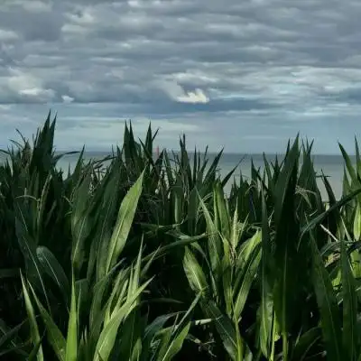 漂亮的微信头像花草风景 2020好看新款微信头像 - 微信头像 - 潮人