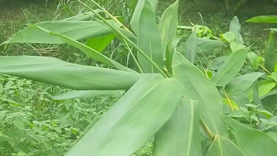 【镜头绿色】翠绿的毛竹竹叶子,可以用来包粽子噢!