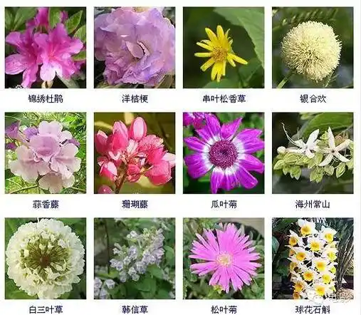 最全花卉整合版400多种配图及名称