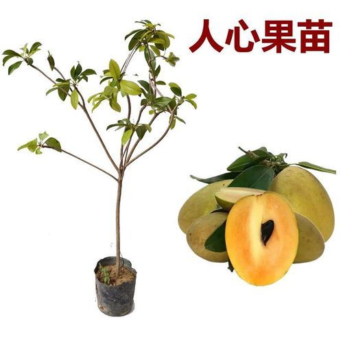人心果苗人参果四季结果树苗盆栽地栽南方种植当年结果带泥土发货