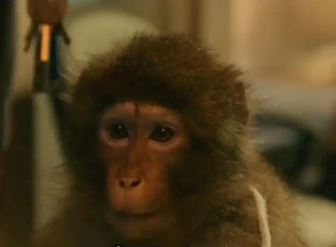 疯狂的外星人票房冲破16亿全片没真动物连黄渤的猴子都是特效