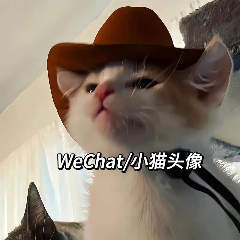 猫咪头像 可爱宝宝՞˶･֊･˶՞#头像