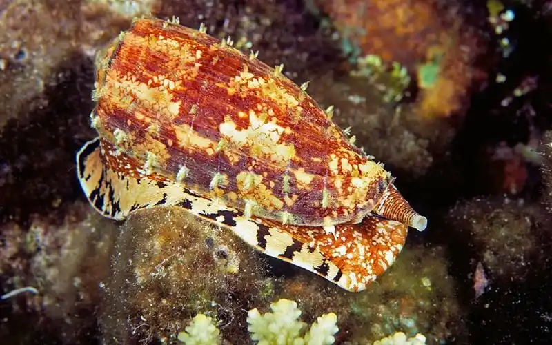 p>鸡心螺(cone snail)又叫"芋螺",主要生长于热带海域,一般多生活在