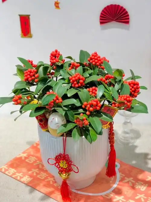 高档年宵花荷兰进口红玉珠