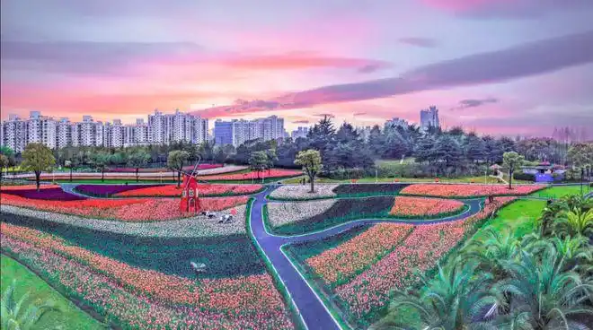100个品种115万株郁金香亮相上海大宁公园