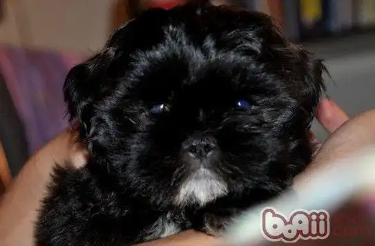 展开全部 黑色京巴犬