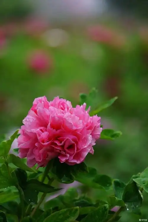 牡丹花已进入盛花期