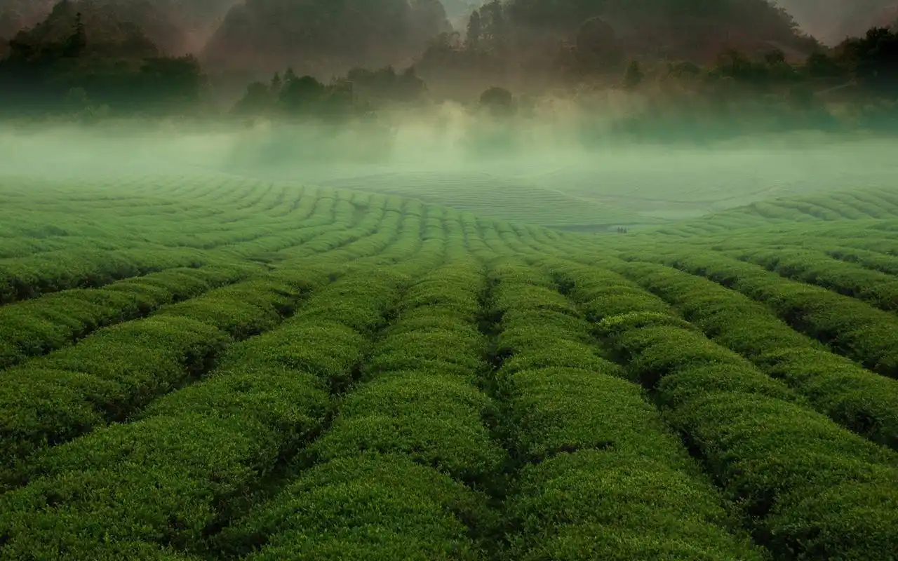 绿色茶园风景摄影高清桌面壁纸