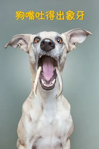 狗嘴吐的出象牙