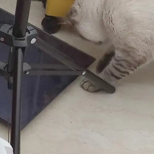 啵师傅修体重秤