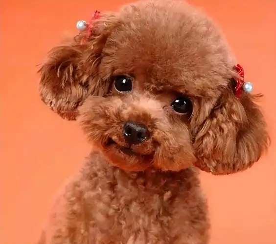 "泰迪"真有这么讨厌吗?怎么这么多人嫌弃它?