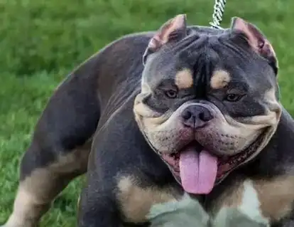 你知道美国名犬吗?恶霸犬,给你安全感_时候_身体_蔬菜