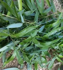 真毛竹叶子特价现摘新鲜竹子叶深山野生竹叶茶楠竹叶嫩竹叶