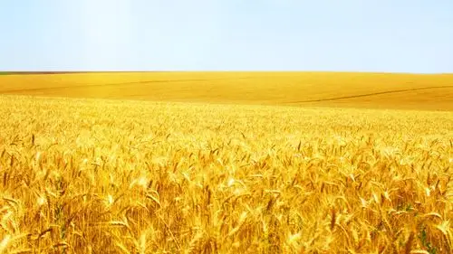 麦田壁纸图片(6)