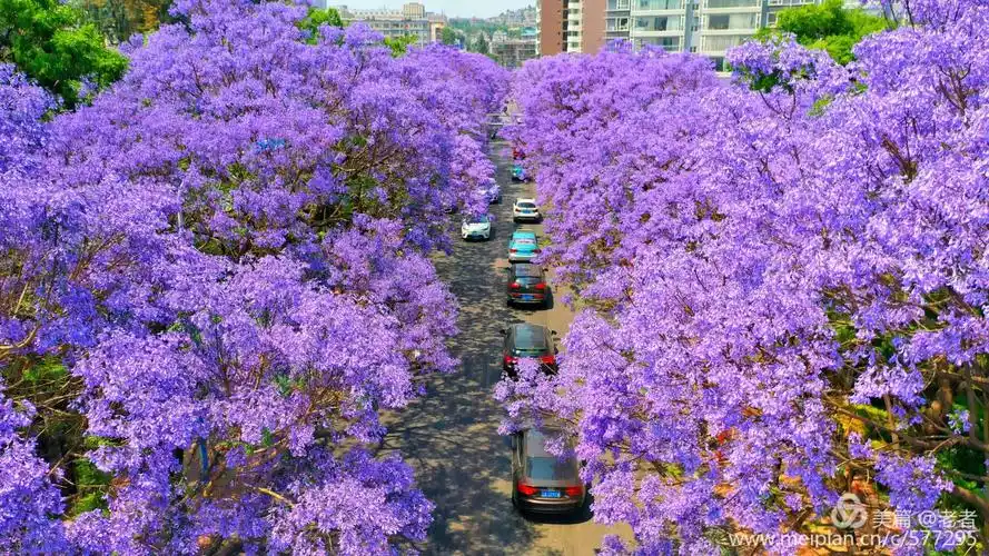 昆明无处不飞花满城-蓝花楹 - 美篇