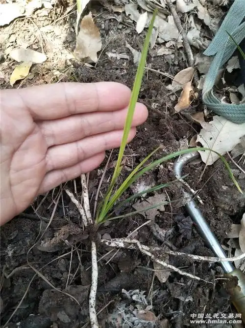 今天搞个黄心草正宗吗