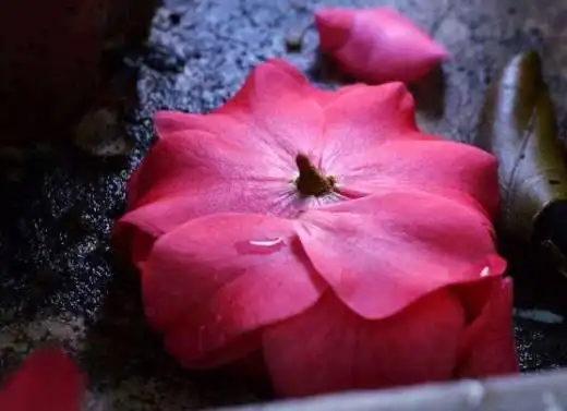 茶花为何叫断头花关于断头花的说法整个花朵全掉下