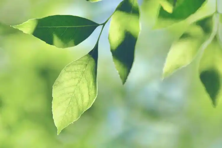 白蜡树的叶子,原创拍摄