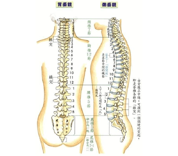 人类脊柱的结构和体表定位