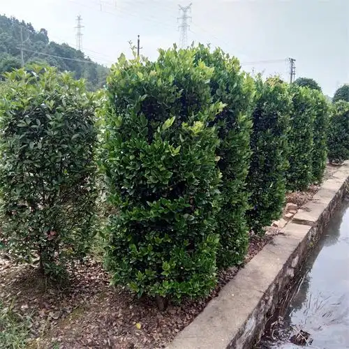 苗农直销各种规格的金森女贞柱子货源充足量大从优包成活