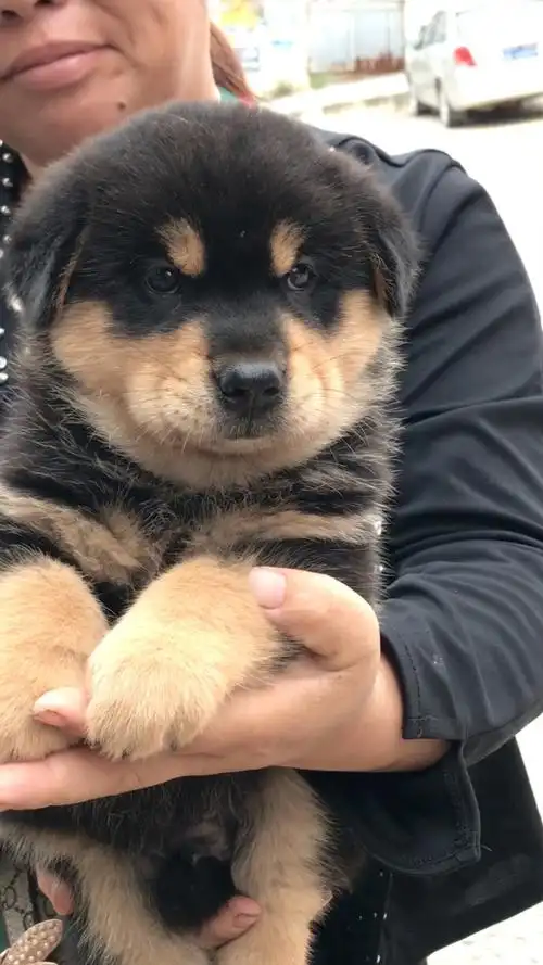 顶级经典四眼铁包金,镇宅辟邪招财神兽,福娃一样的脸孔,不怒而威的