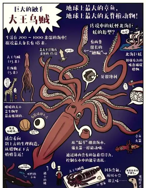 🦑探秘大王酸浆鱿与大王乌贼🐟