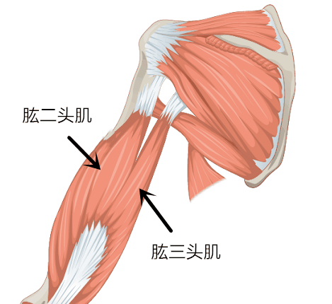 拜拜肉|肌肉|肉肉|肱三头肌_网易订阅