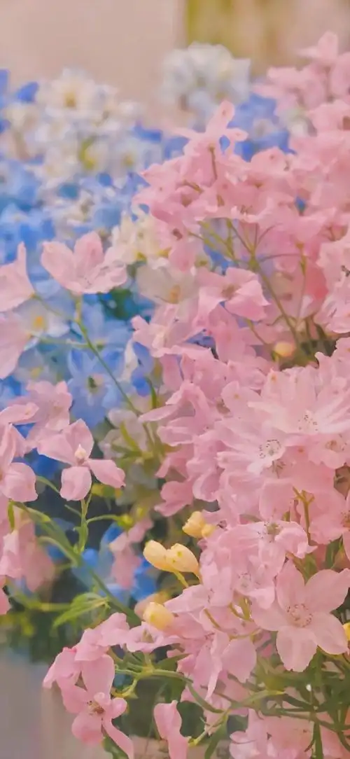 小清新壁纸全屏炎炎夏日有你真甜