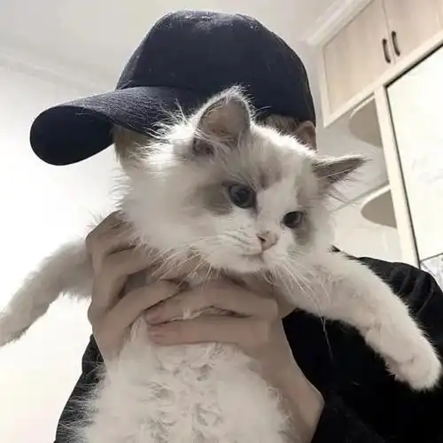 有没有男孩子抱着猫的头像? - 知乎