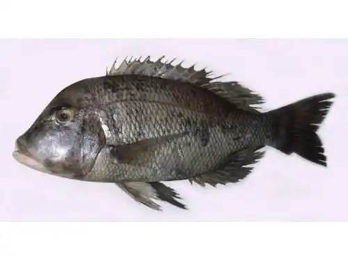 纹鳍裸颊鲷 | lethrinus laticaudis(动物 | 辐鳍鱼类)