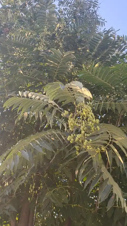 第一次见香椿树开花长果子的