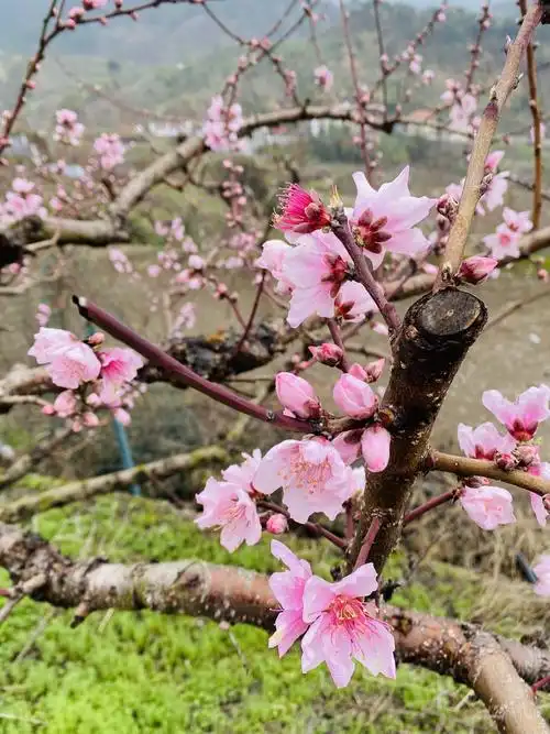 浙中桃花源 桃源村丁阳岭自然村 满山遍野都是桃树 三月桃花朵朵绽放