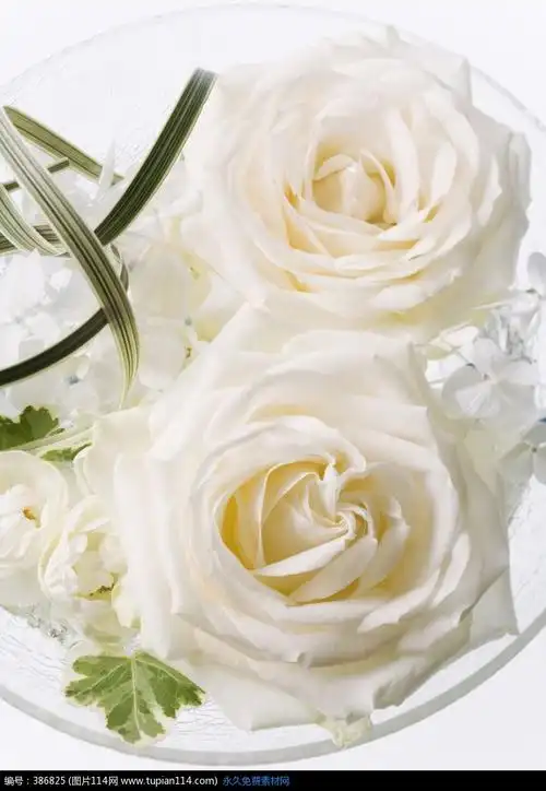 两朵盛开的白色玫瑰花