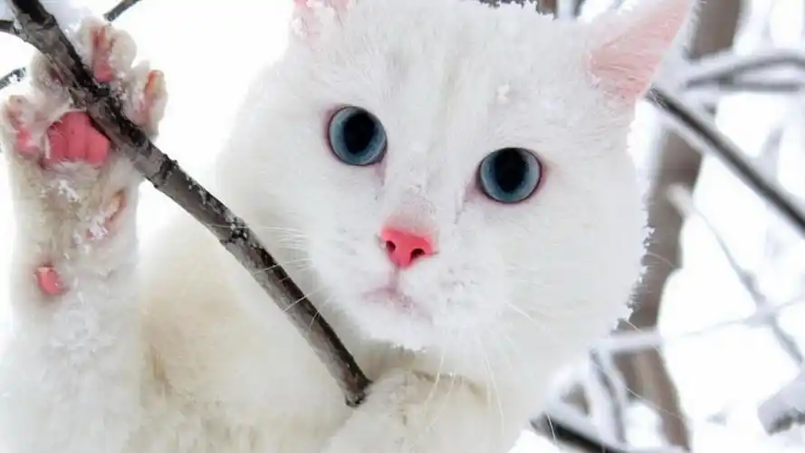 可爱的白毛猫咪图片大全桌面壁纸第一辑