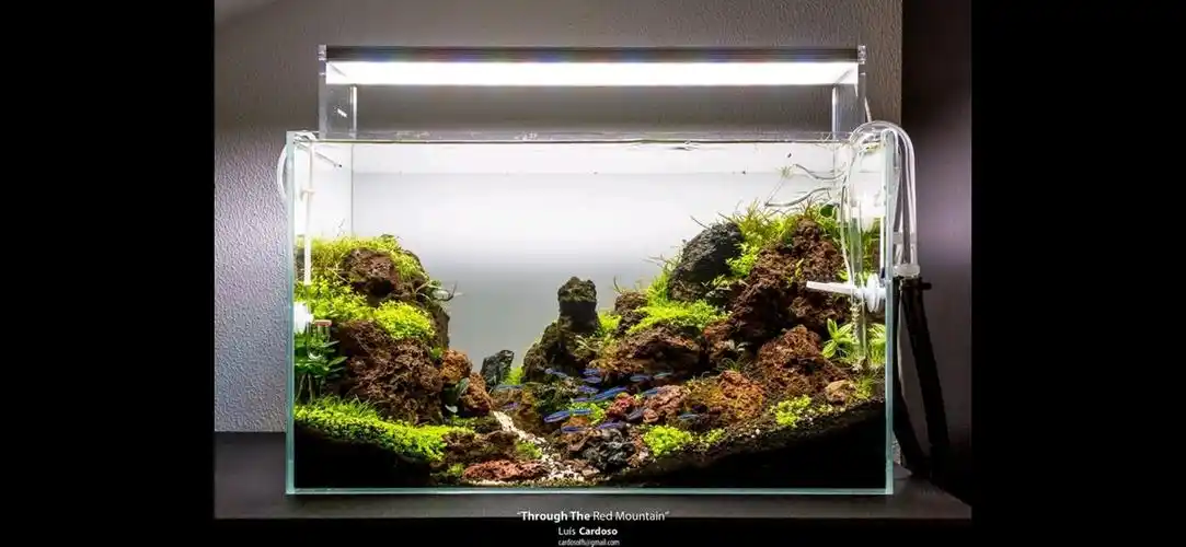 60cm草缸的成景之路