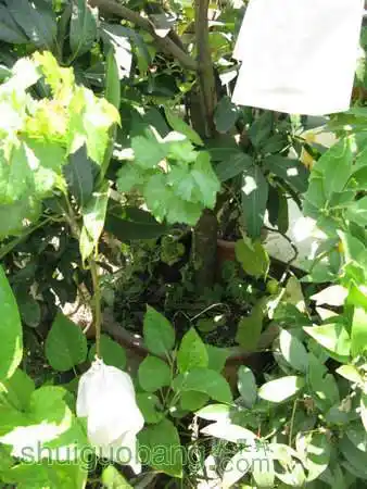 69 ≡南方果树区≡ 69 芒果论坛 69 请教:树型最矮小的芒果品种