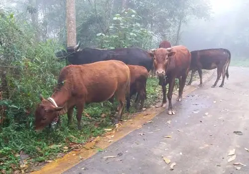 13 海南最美乡村--什寒村