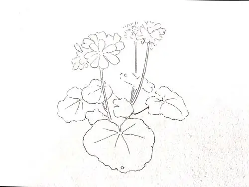 [自学水彩79第16天]の天竺葵 - 简书