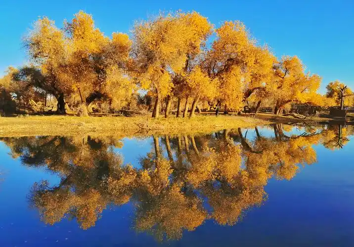 色彩璀璨之旅,(六)金色胡杨林