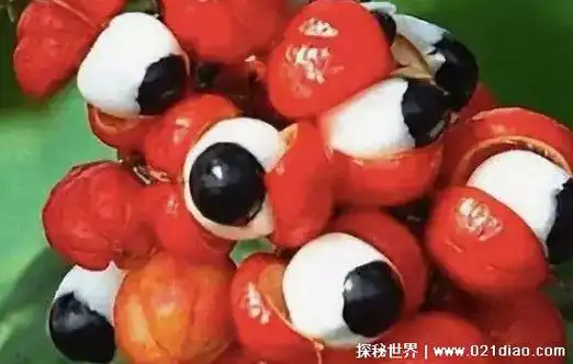 世界上最吓人的水果,猫屎瓜既像猫屎又像鬼手(恶心又恐怖)