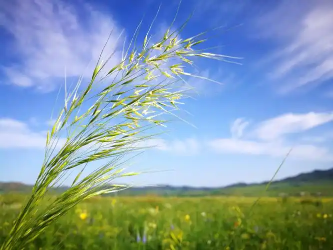 美丽的科尔沁大草原