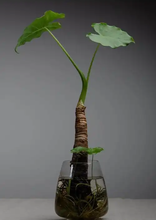 芋头盆栽图片(芋头图片植物图片) - 养殖日记