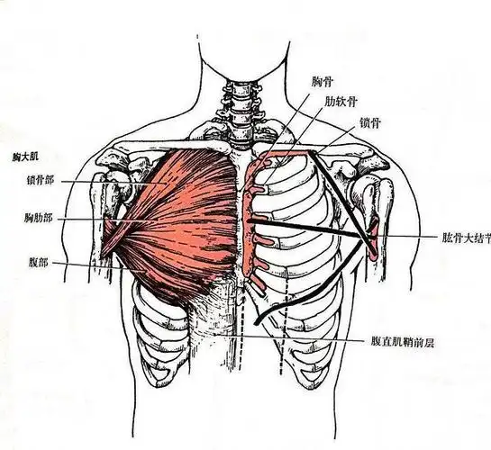 聚焦于上胸部上斜卧推vs反握卧推谁是最优的上胸部动作