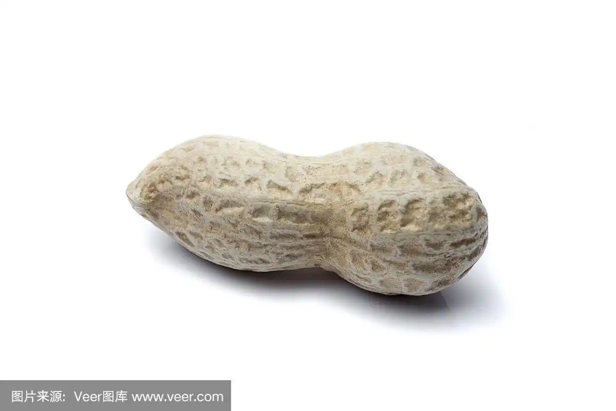 在白色背景下孤立的一颗花生