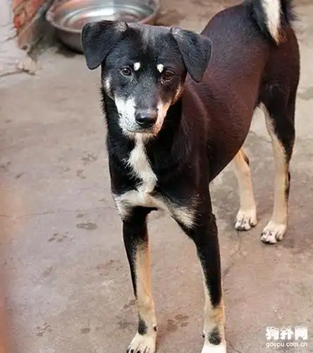 中国田园犬之四眼狗_土狗新闻_狗扑中华田园犬网