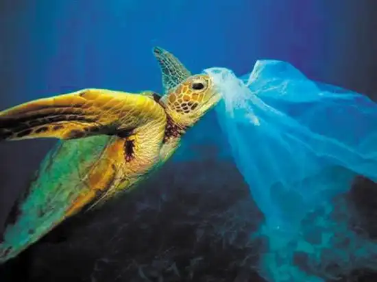 垃圾堆里求共存的动物们