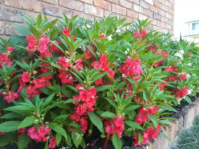 艳丽绽放的凤仙花