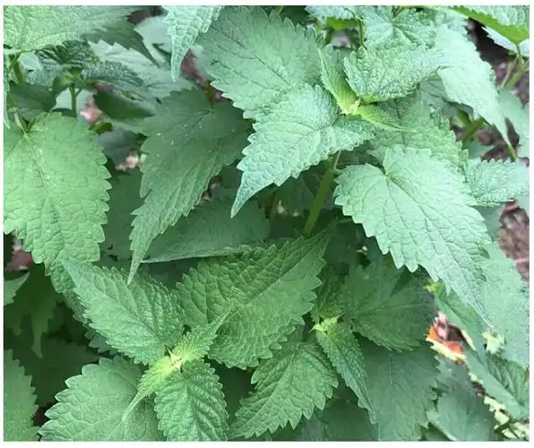 四川藿香叶发顺丰新鲜带杆鱼香叶木香子鱼香菜豆花蘸料5斤