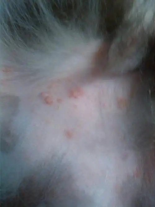 狗狗肚子上有有些红色痘痘吧(应该)然后痘痘上面有层黄色的皮,能撕掉